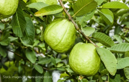 fruit-orchards