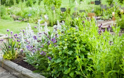 herbs-garden